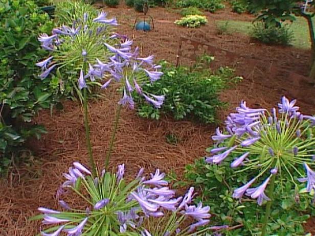 lily of the nile or blue african lily is fragrant lily of the nile or blue african lily is fragrant