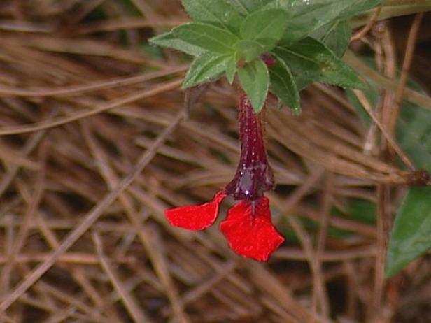 batface cupheais also called mickey mouse plant batface cupheais also called mickey mouse plant