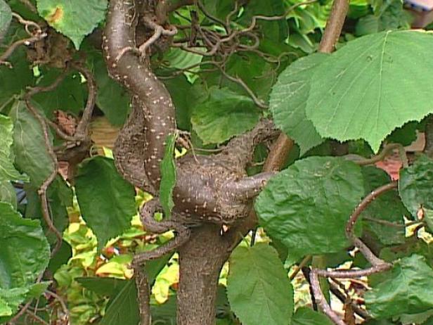 harry lauder walking stick has contorted limbs harry lauder walking stick has contorted limbs