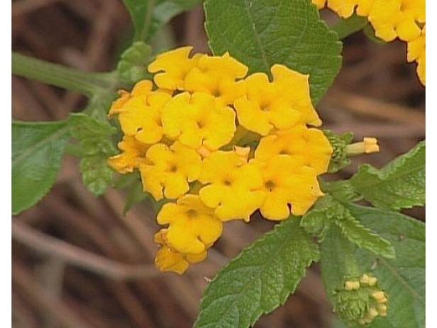 new gold lantana is woody groundcover new gold lantana is woody groundcover
