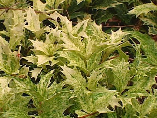 Goshiki Osmanthus is called a false holly Goshiki Osmanthus is called a false holly