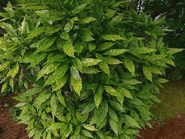 avoid planting japanese aucuba if deer are problem avoid planting japanese aucuba if deer are problem
