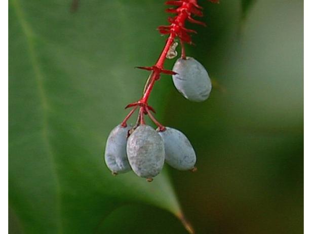 oregon grape has blue black fruit after flowering oregon grape has blue black fruit after flowering