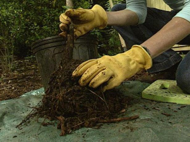 Carefully pull the tree from its container. To give the roots a head start in spreading out into the soil, loosen them and untangle any encircled ones.