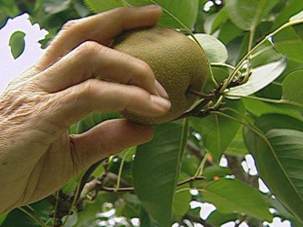 Allow Pears to Ripen Before Picking Wait until the fruit is ripe before picking.