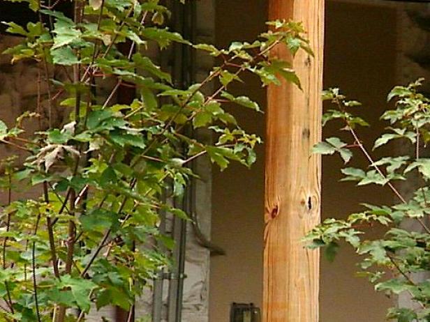 paperbark maple cinnamon colored exfoliating bark paperbark maple cinnamon colored exfoliating bark
