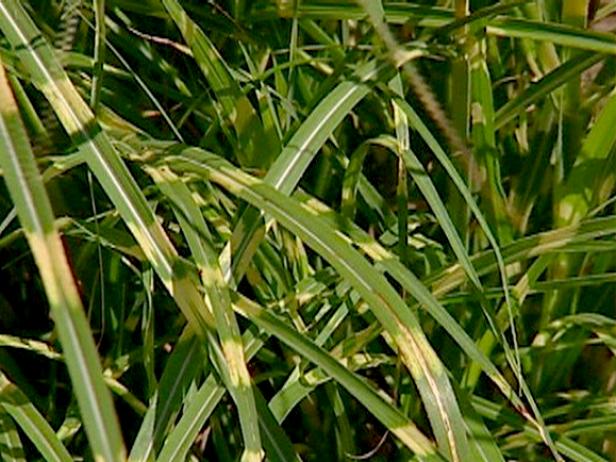 zebra,porcupine or maiden grass is ornamental zebra,porcupine or maiden grass is ornamental