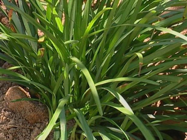 lily turf is a ground cover with linear foliage lily turf is a ground cover with linear foliage