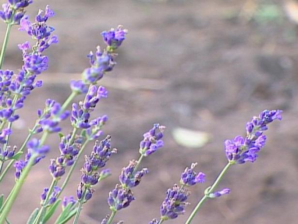 sarah english lavender blooms profusely in spring sarah english lavender blooms profusely in spring