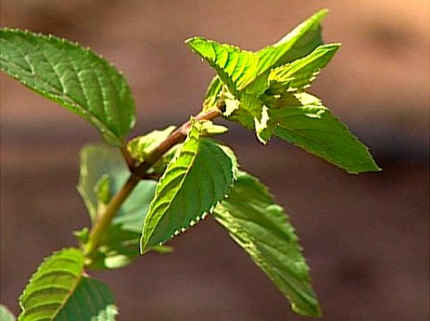 robert mitchum peppermint is strongly aromatic robert mitchum peppermint is strongly aromatic