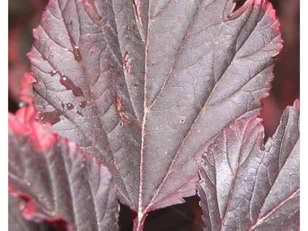 summerwine ninebark has beautiful foliage color summerwine ninebark has beautiful foliage color