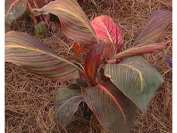 tropicana cannas has colorful striped foliage tropicana cannas has colorful striped foliage