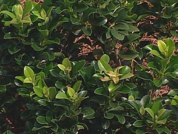 dwarf indian hawthorne has blue fruit in summer dwarf indian hawthorne has blue fruit in summer