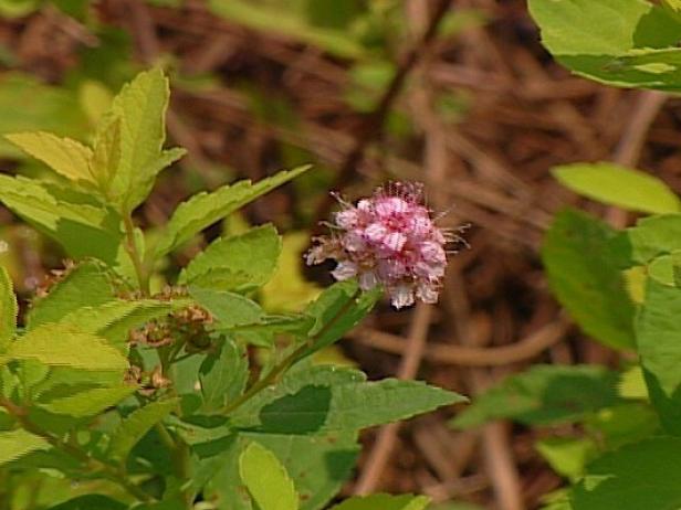 gold mound spiraea is noted for its golden foliage gold mound spiraea is noted for its golden foliage
