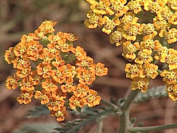 terra cotta yarrow is a spreading perennial terra cotta yarrow is a spreading perennial