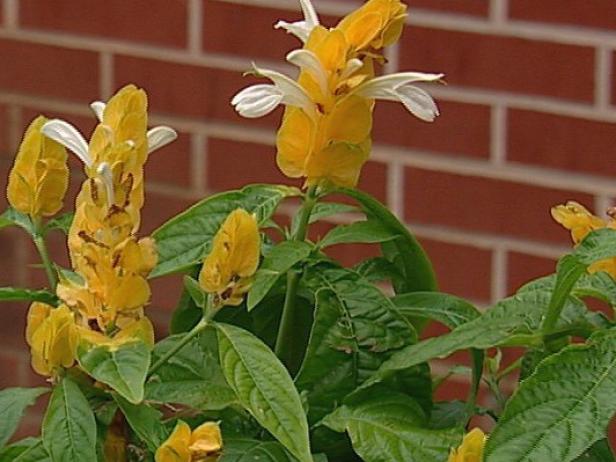 golden shrimp bush is a tropical shrub golden shrimp bush is a tropical shrub