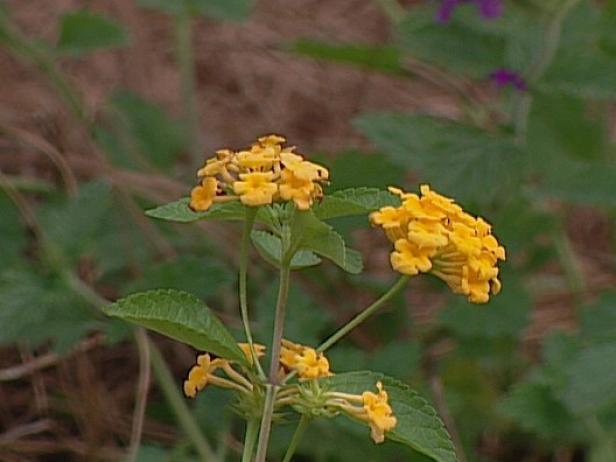 gold lantana is tolerant of poor soil and drought gold lantana is tolerant of poor soil and drought