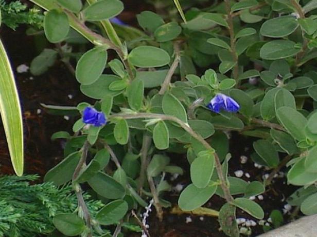 blue daze evolvulus known for profusion of blooms blue daze evolvulus known for profusion of blooms