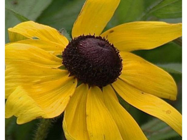black eyed susans are daisy like flowers black eyed susans are daisy like flowers