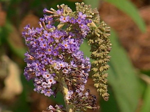adonis blue butterfly bush has blue spike flowers adonis blue butterfly bush has blue spike flowers