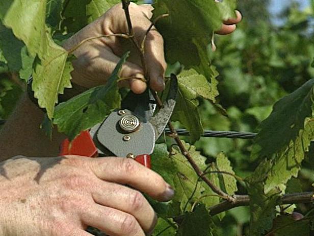 Prune the Vines Prune the Vines