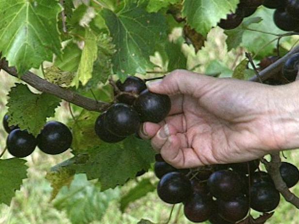 Hand Harvest Muscadines Hand Harvest Muscadines