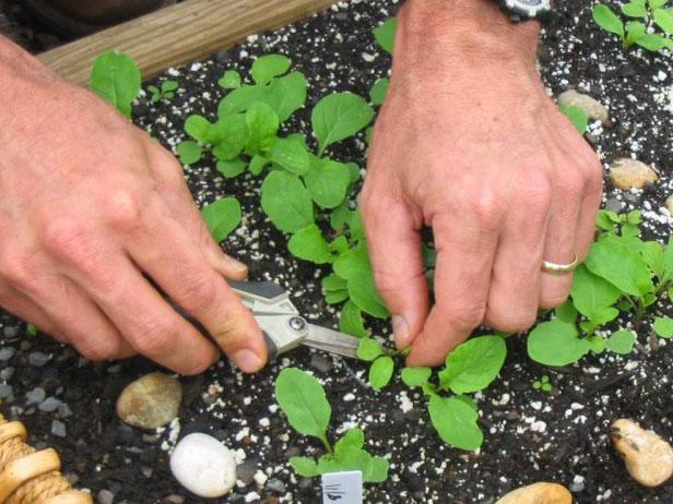 Thinning Arugula Seeds Thinning Arugula Seeds