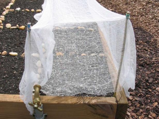 Protecting Your Plants Protecting Your Plants