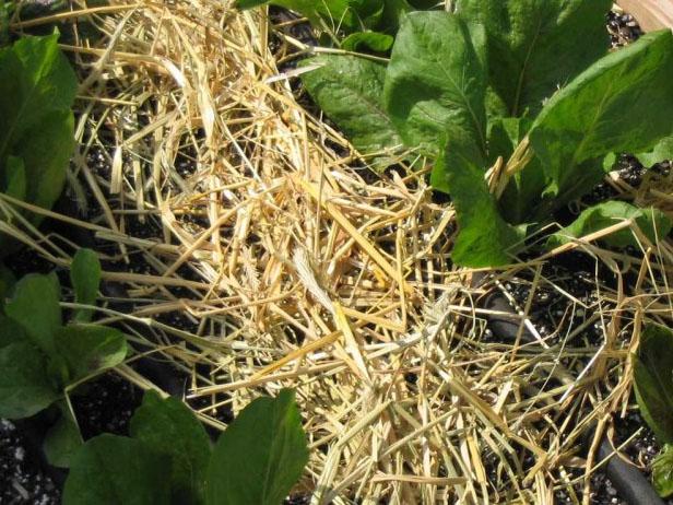 Cultivating Your Radicchio Cultivating Your Radicchio