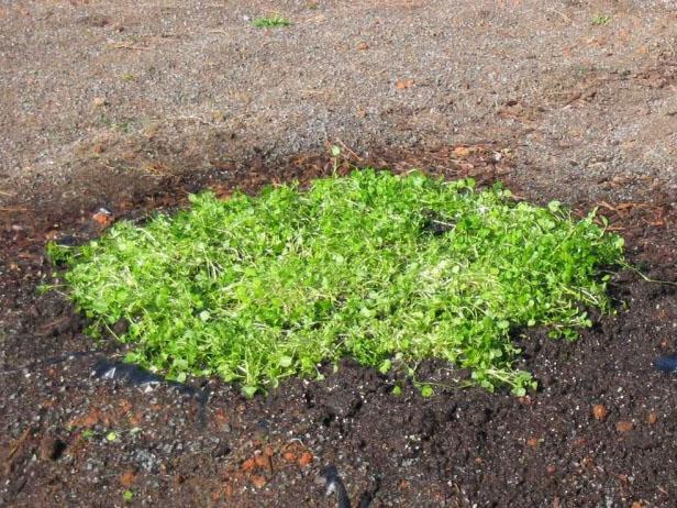 Cultivating Your Watercress Cultivating Your Watercress