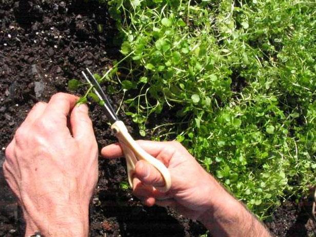 Harvesting Your Watercress How to Harvest Watercress
