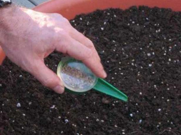 Sow Your Seeds Sow Your Seeds