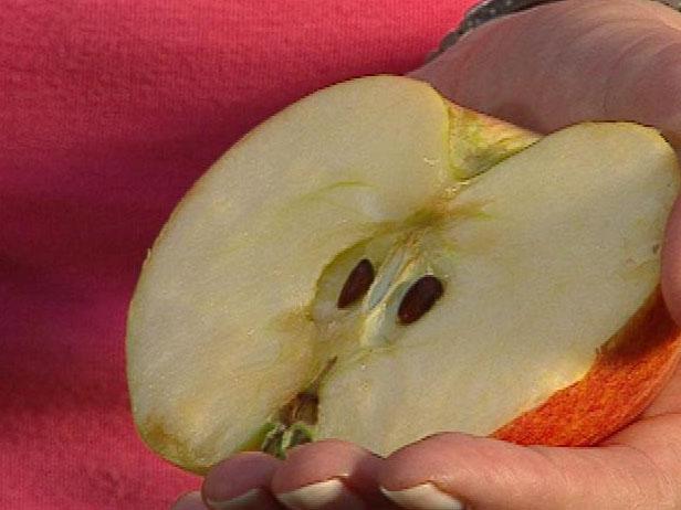 Harvesting Your Apples How to Harvest Your Apples