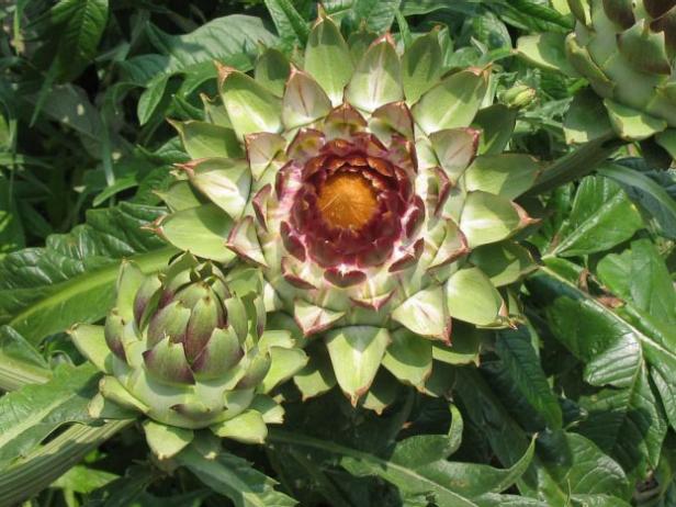 Harvest Artichokes When They Reach Full Size Cut Down Artichokes With Sharp Knife