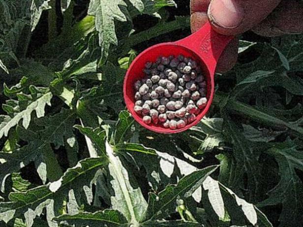 Apply a Granular Fertilizer to Artichokes Apply a Granular Fertilizer to Artichokes
