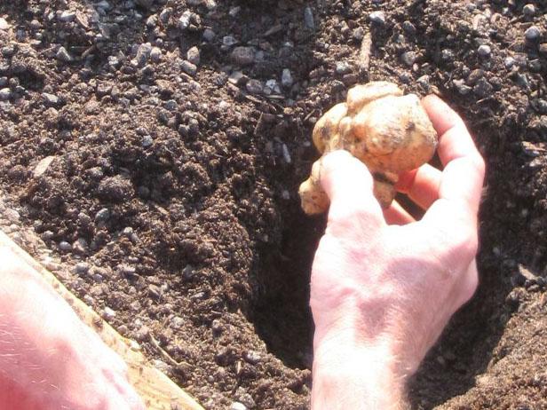 Plant Jerusalem Artichokes Tubers Plant Jerusalem Artichokes Tubers