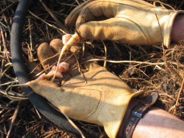 Harvest the Tubers Harvest the Tubers