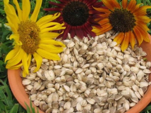 sunflowers are fun and easy to grow sunflowers are fun and easy to grow