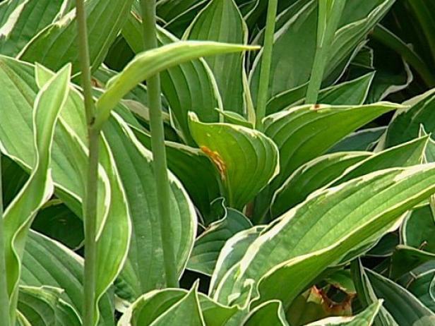 patriot hosta is most popular hosta patriot hosta is most popular hosta