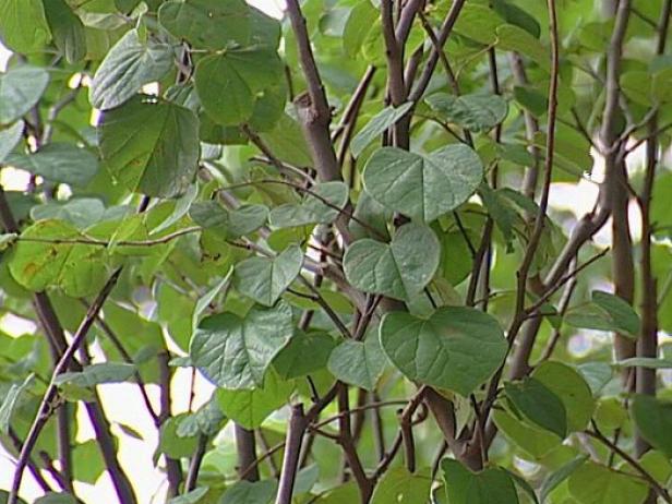 eastern redbud has a decorative seed pod in fall eastern redbud has a decorative seed pod in fall