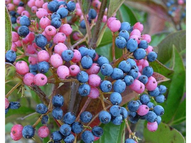 winterthur viburnum in bloom with berries winterthur viburnum in bloom with berries