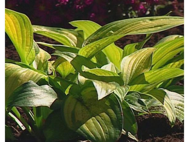 inniswood hosta has lavender flowers inniswood hosta has lavender flowers