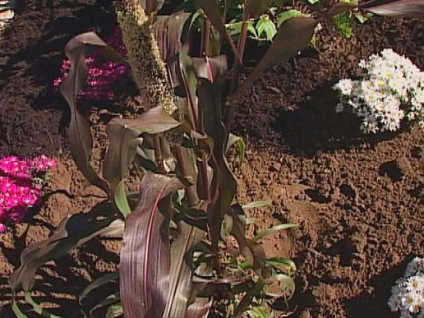 ornamental purple millet is an ornamental grass ornamental purple millet is an ornamental grass