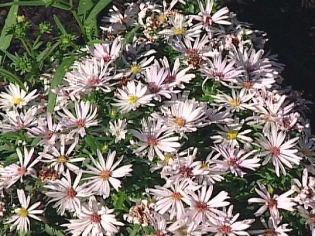 margrethe viking aster has white daisy like blooms margrethe viking aster has white daisy like blooms