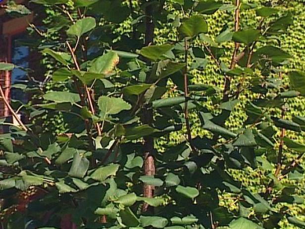 Greenspire Littleleaf Linden used as shade tree Greenspire Littleleaf Linden used as shade tree
