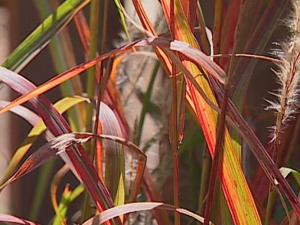 maiden or flame grass turns bright red in fall maiden or flame grass turns bright red in fall