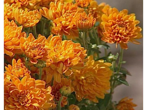 Sunny Gretchen Garden Mum has orange cushion bloom Sunny Gretchen Garden Mum has orange cushion bloom