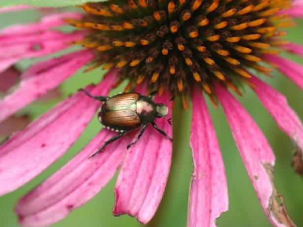 methods for controlling japanese beetles methods for controlling japanese beetles