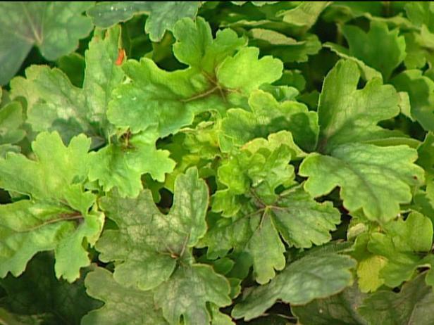dayglow pink foamy bells has lush green foliage dayglow pink foamy bells has lush green foliage