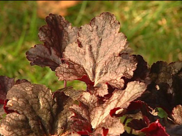plum pudding coral bells has heart shaped foliage plum pudding coral bells has heart shaped foliage
